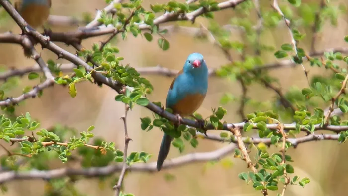 File:Blue-capped Cordon-Bleu (Uraeginthus cyanocephalus) (32715498288).jpg