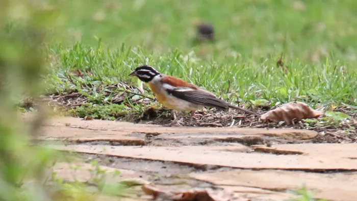 File:African Golden-breasted Bunting (Emberiza flaviventris) (32715504258).jpg