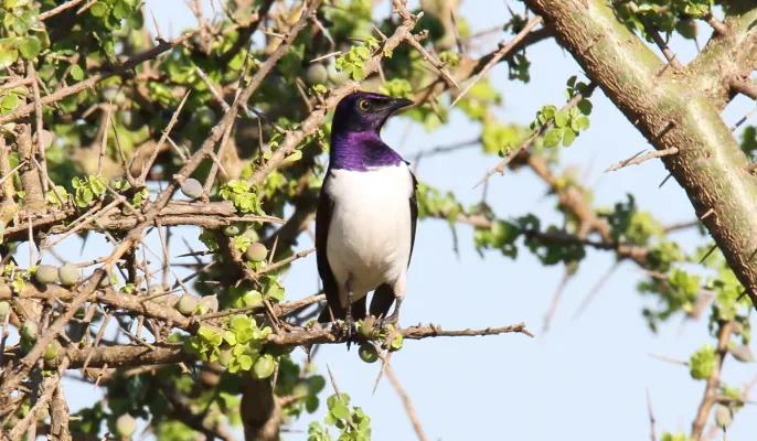 File:Violet-backed Starling (Cinnyricinclus leucogaster) (45672417075).jpg