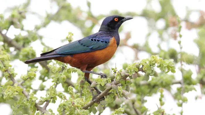 File:Hildebrandt's Starling (Lamprotornis hildebrandti) (32712715458).jpg