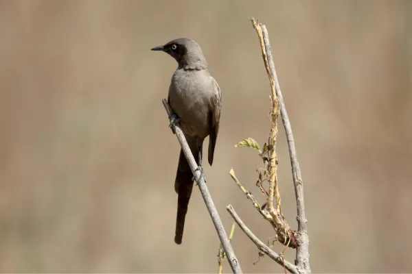 File:Ashy Starling (Lamprotornis unicolor) (32712721408).jpg