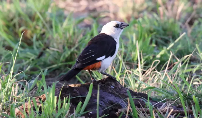 File:White-headed Buffalo-Weaver (Dinemellia dinemelli) (45862124624).jpg