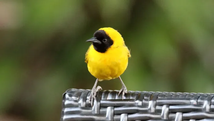 File:Slender-billed Weaver (Ploceus pelzelni) (44768504830).jpg