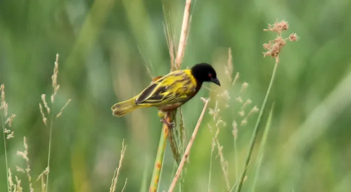 File:Golden-backed Weaver (Ploceus jacksoni) (44768533690).jpg
