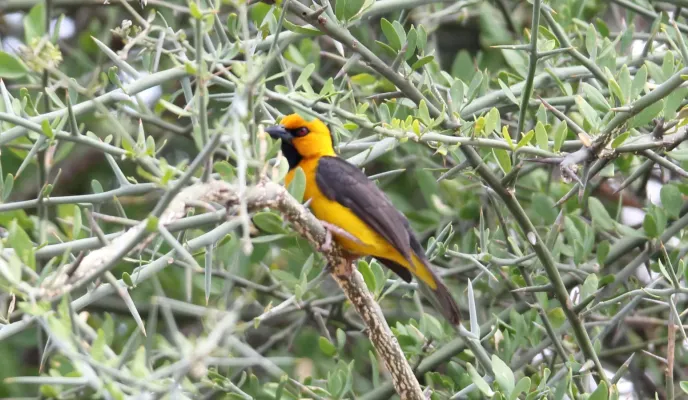 File:Black-necked Weaver (Ploceus nigricollis) (31645371267).jpg