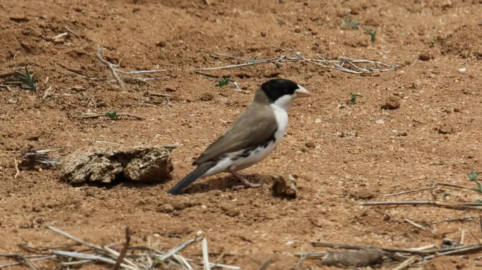 File:Black-capped Social-Weaver (Pseudonigrita cabanisi) (45862186874).jpg