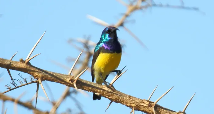 File:Variable Sunbird (Cinnyris venustus) (45861548294).jpg