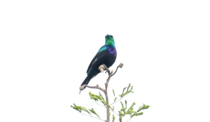 File:Tsavo Sunbird (Cinnyris tsavoensis) (31644749997).jpg