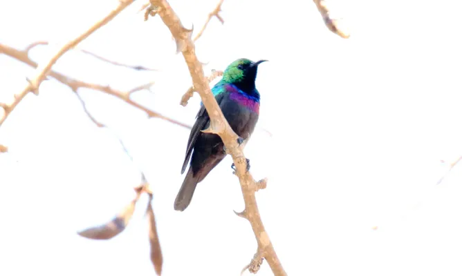 File:Marico Sunbird (Cinnyris mariquensis) (45861567494).jpg