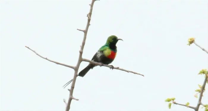 File:Beautiful (Georgous) Sunbird (Cinnyris pulchella melanogastrus) (44767940300).jpg