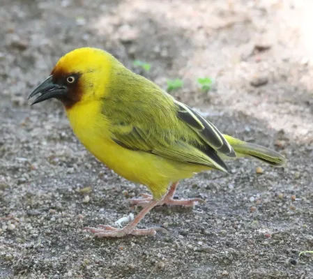 File:Northern Brown-throated Weaver (Ploceus castanops).jpg