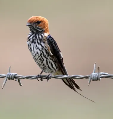 File:Lesser-striped Swallow (Cecropis abyssinica).jpg
