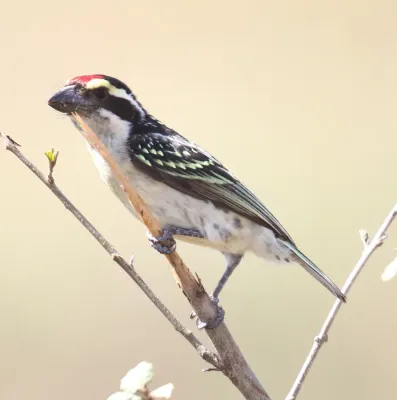 File:Red-fronted Barbet (Tricholaema diademata).jpg