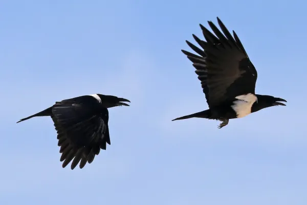 File:Pied crow (Corvus albus) in flight composite.jpg
