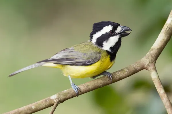 File:Falcunculus frontatus - Dharug National Park.jpg