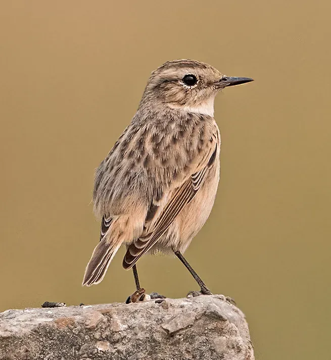 File:White-browed Bushchat (Saxicola macrorhynchus).jpg