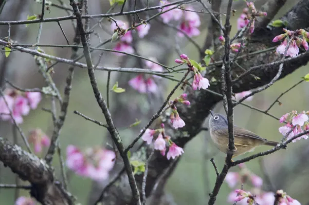 File:Alcippe morrisonia (26656589818).jpg