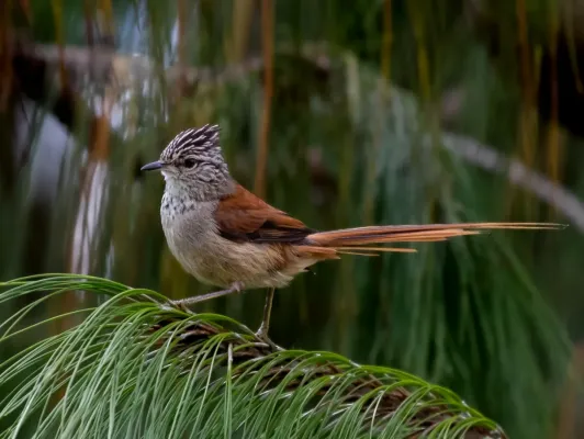 File:Leptasthenura setaria - Araucaria tit-spinetail; Campos do Jordão, São Paulo, Brazil.jpg