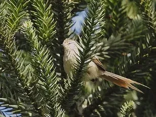 File:Leptasthenura striolata - Striolated tit-spinetail; Urupema, Santa Catarina, Brazil.jpg