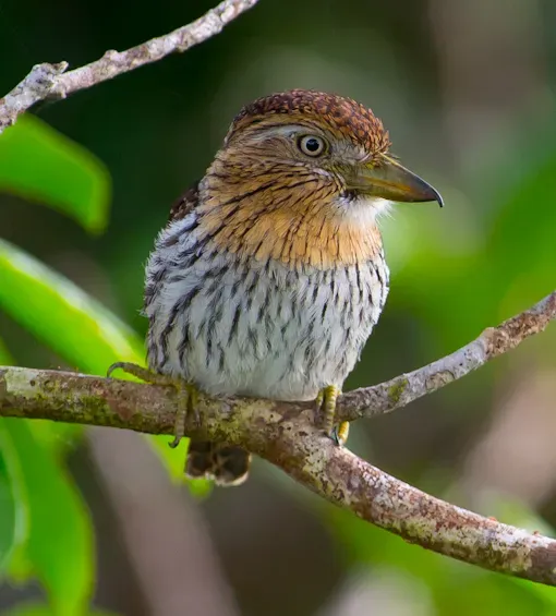 File:Western Striolated Puffbird (Nystalus obamai).jpg