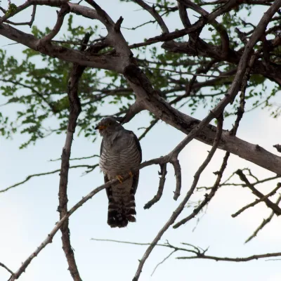 File:African cuckoo (Cuculus gularis)-2368 - Flickr - Ragnhild & Neil Crawford.jpg