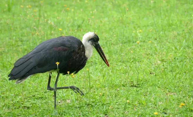 File:African Woolly-necked Stork (Ciconia microscelis), Eshowe (44736782740).jpg