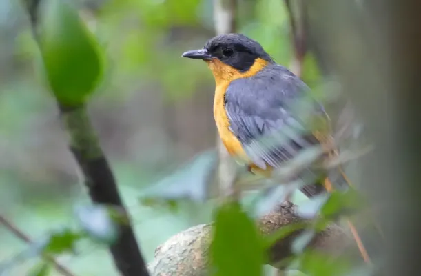 File:Chorister Robin Chat (Cossypha dichroa) (32667188708).jpg