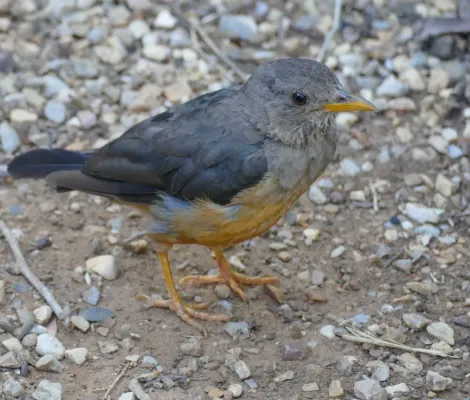 File:Olive Thrush (Turdus olivaceus) (46447902442).jpg