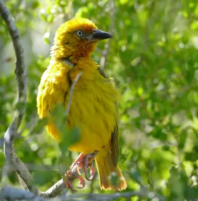 File:Cape Weaver (Ploceus capensis) male ... (45766747374).jpg