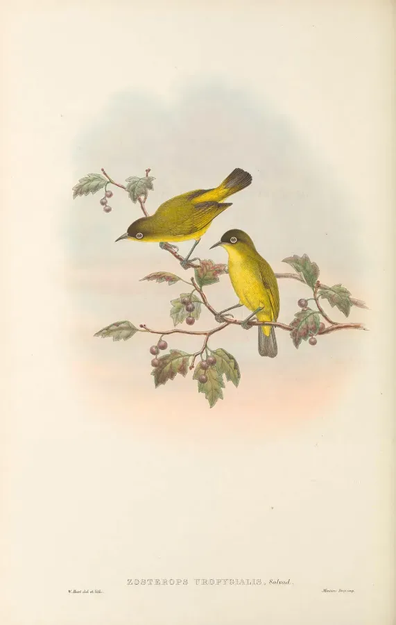 File:Zosterops uropygialis - The Birds of New Guinea.jpg