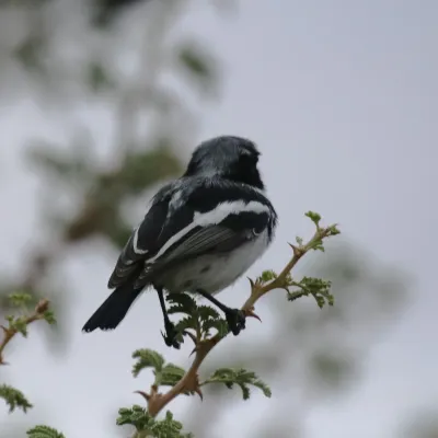 File:Pirit batis - Batis pririt affinis-1012 - Flickr - Ragnhild & Neil Crawford.jpg