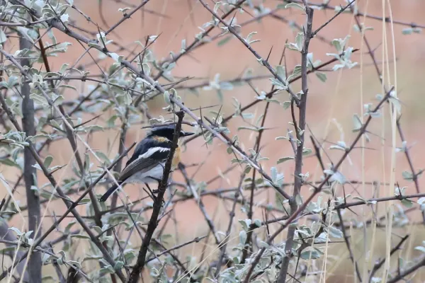 File:Pirit batis - Batis pririt affinis-1072 - Flickr - Ragnhild & Neil Crawford.jpg