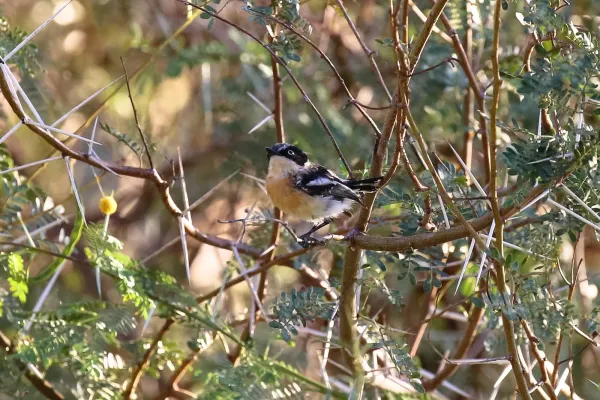 File:Pririt batis-2225 - Flickr - Ragnhild & Neil Crawford.jpg
