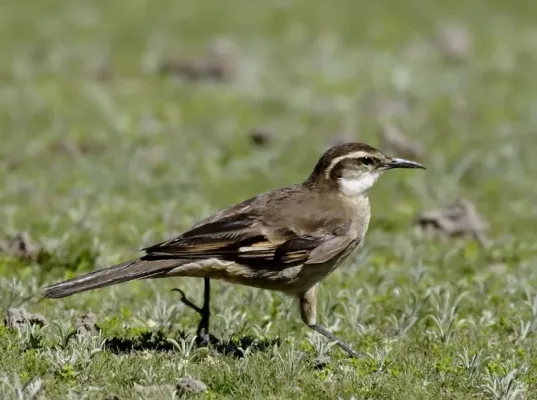 File:Cinclodes pabsti espinhacensis - Cipo Cinclodes; Santana do Riacho, Minas Gerais, Brazil.jpg