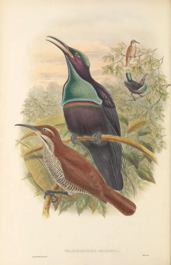 File:Ptiloris magnificus - The birds of New Guinea.jpg