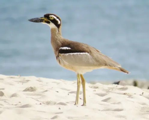 File:Esacus magnirostris - Beach stone-curlew Qld (cropped).jpg