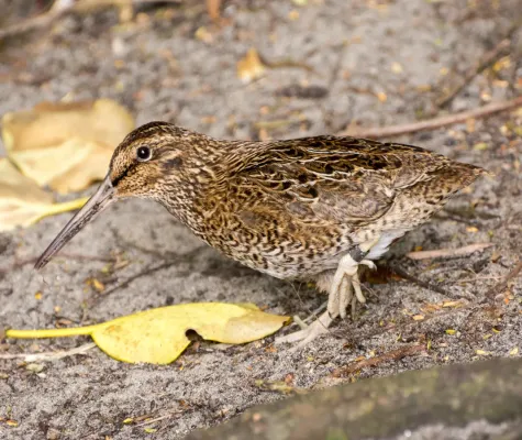 File:Snares snipe, tutukiwi Coenocorypha huegeli (cropped).jpg