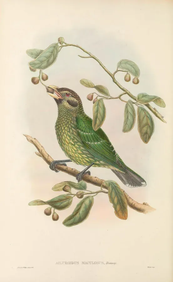 File:Ailuroedus maculosus - The Birds of New Guinea.jpg