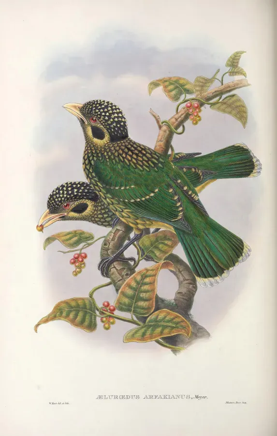 File:Ailuroedus arfakianus - Monograph of the Paradiseidae.jpg