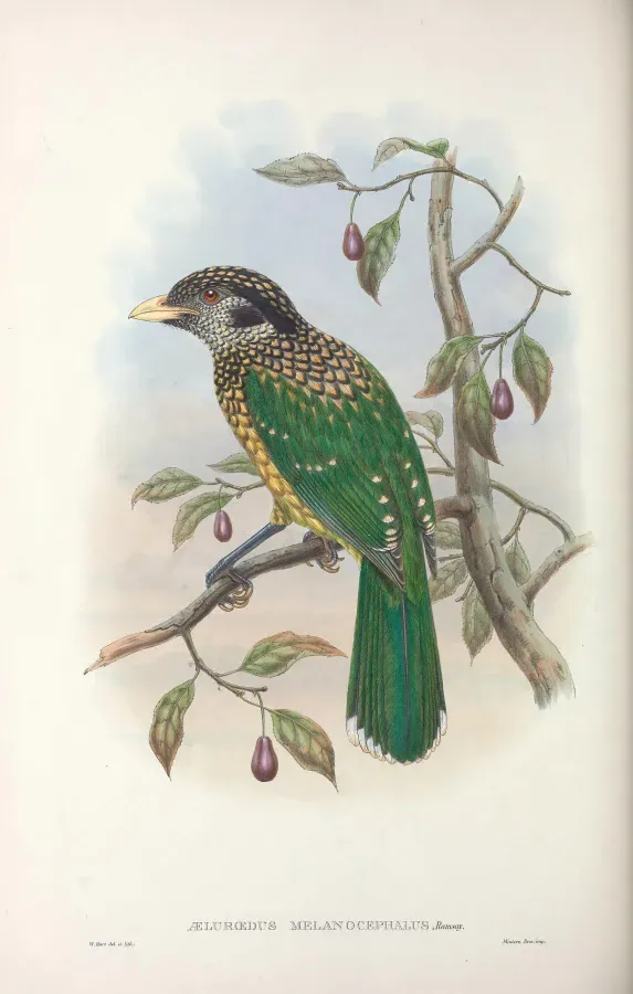 File:Ailuroedus melanocephalus - Monograph of the Paradiseidae.jpg