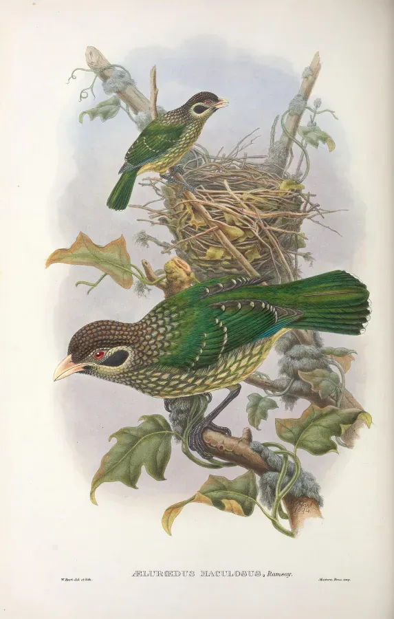 File:Ailuroedus maculosus - Monograph of the Paradiseidae.jpg