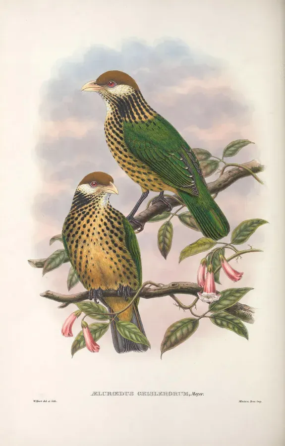 File:Ailuroedus geislerorum - Monograph of the Paradiseidae.jpg