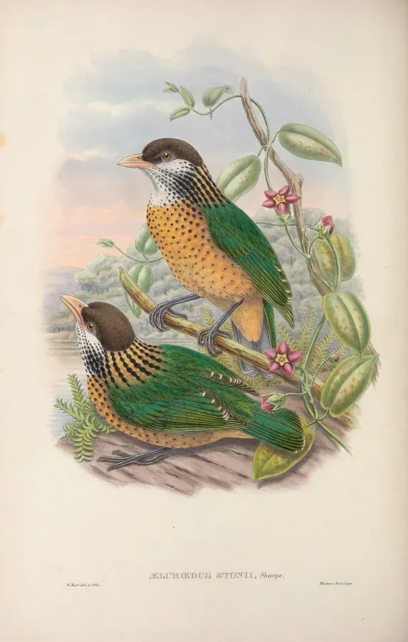 File:Ailuroedus stonii - Monograph of the Paradiseidae.jpg