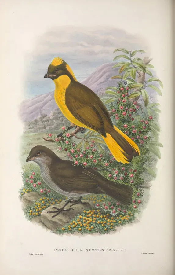 File:Prionodura newtoniana - Monograph of the Paradiseidae.jpg