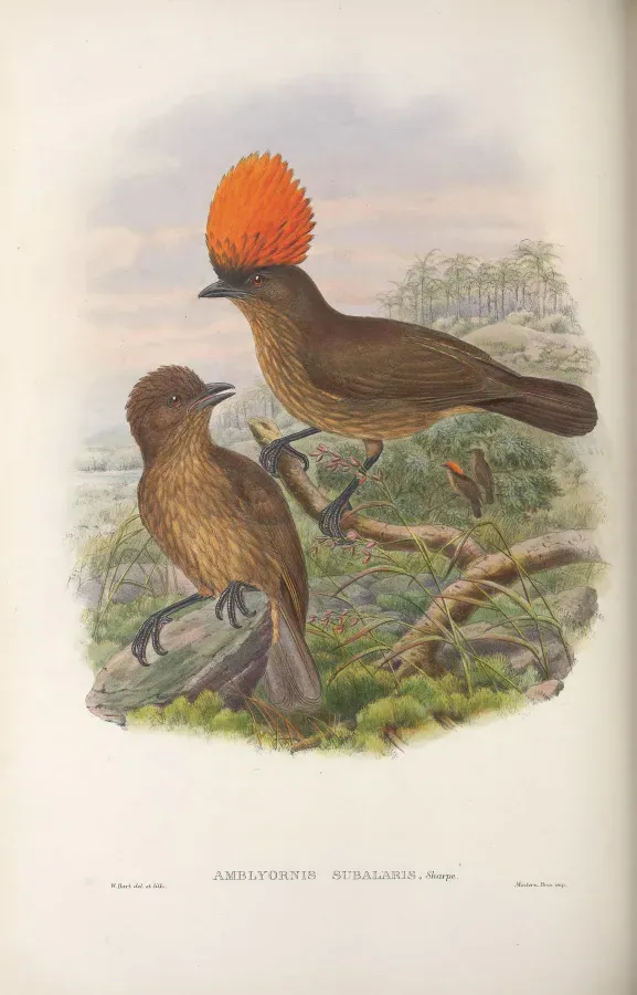 File:Amblyornis subalaris - Monograph of the Paradiseidae.jpg