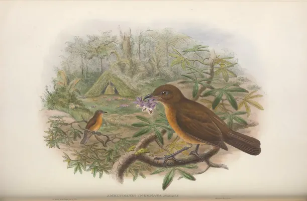 File:Amblyornis inornata - Monograph of the Paradiseidae.jpg