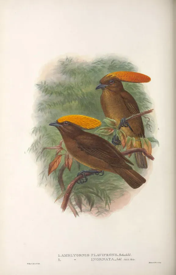 File:Amblyornis flavifrons & inornata - Monograph of the Paradiseidae.jpg