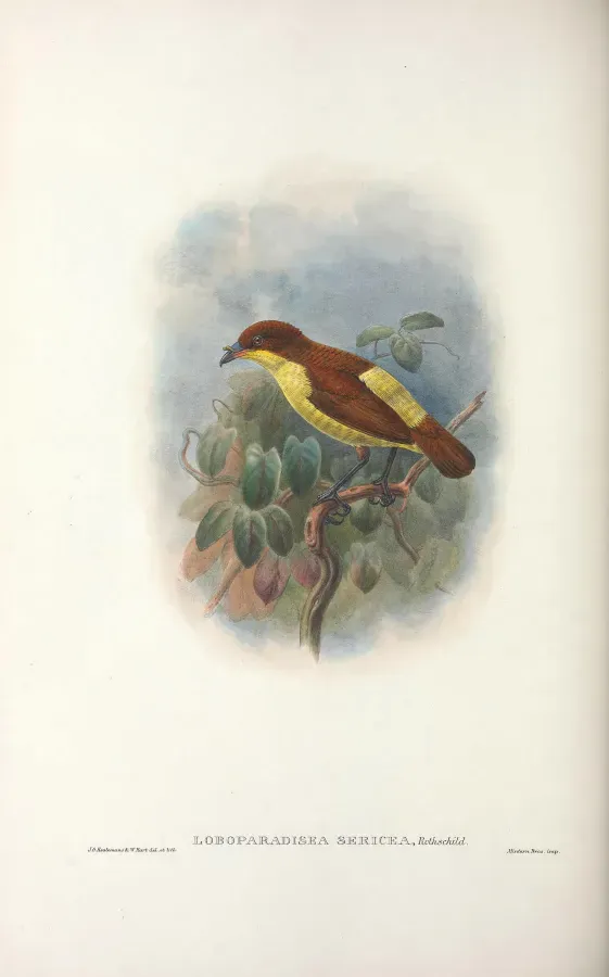 File:Loboparadisea sericea - Monograph of the Paradiseidae.jpg