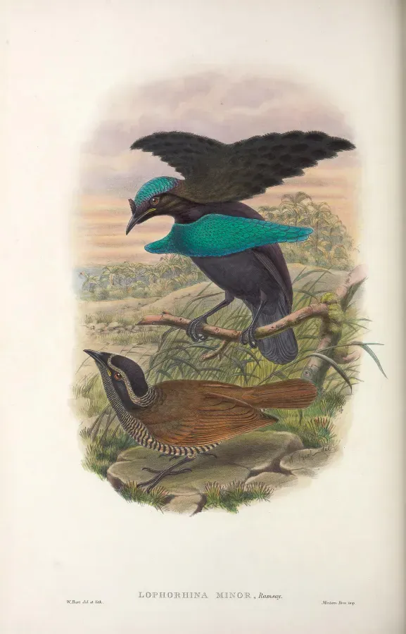 File:Lophorina minor - Monograph of the Paradiseidae.jpg