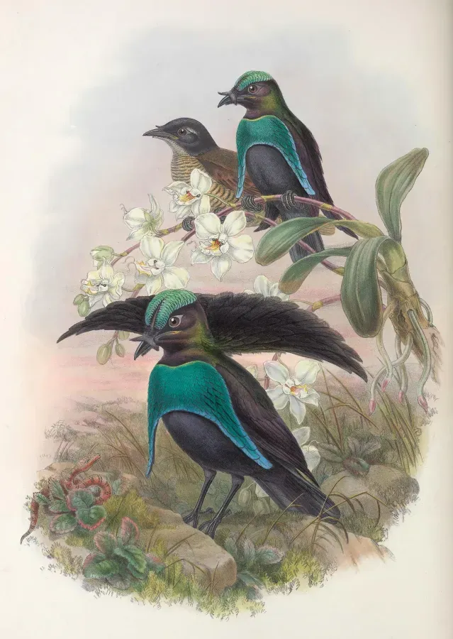 File:Lophorina superba - Monograph of the Paradiseidae (cropped).jpg